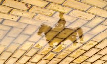 Жълтото паве и липсващият бранд на София