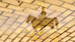 Жълтото паве и липсващият бранд на София